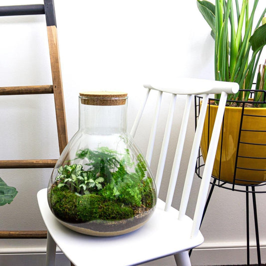 🌿 DIY Terrarium Sam XL – 35 cm