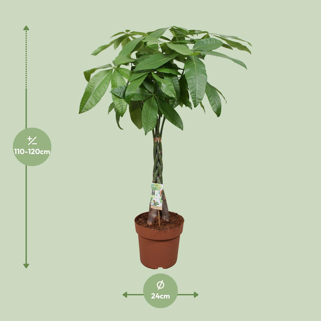 Pachira Aquatica – Ø24cm ↕120cm | Gemiddeld onderhoud