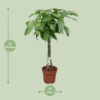 Pachira Aquatica – Ø24cm ↕120cm | Gemiddeld onderhoud