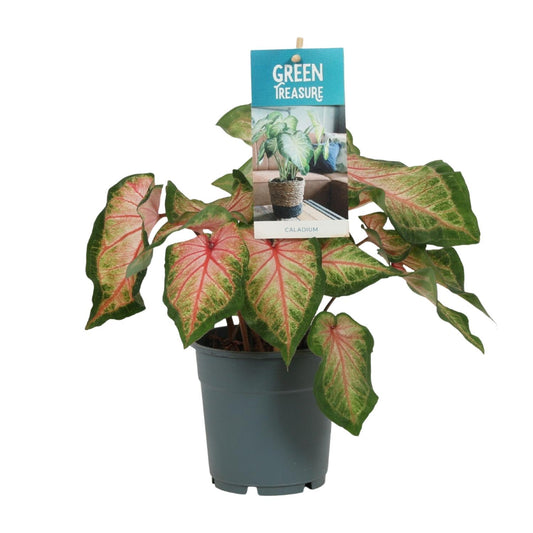 Caladium Pink - Ø12cm - ↕25cm | The Candy Crush – Challenging Maintenance