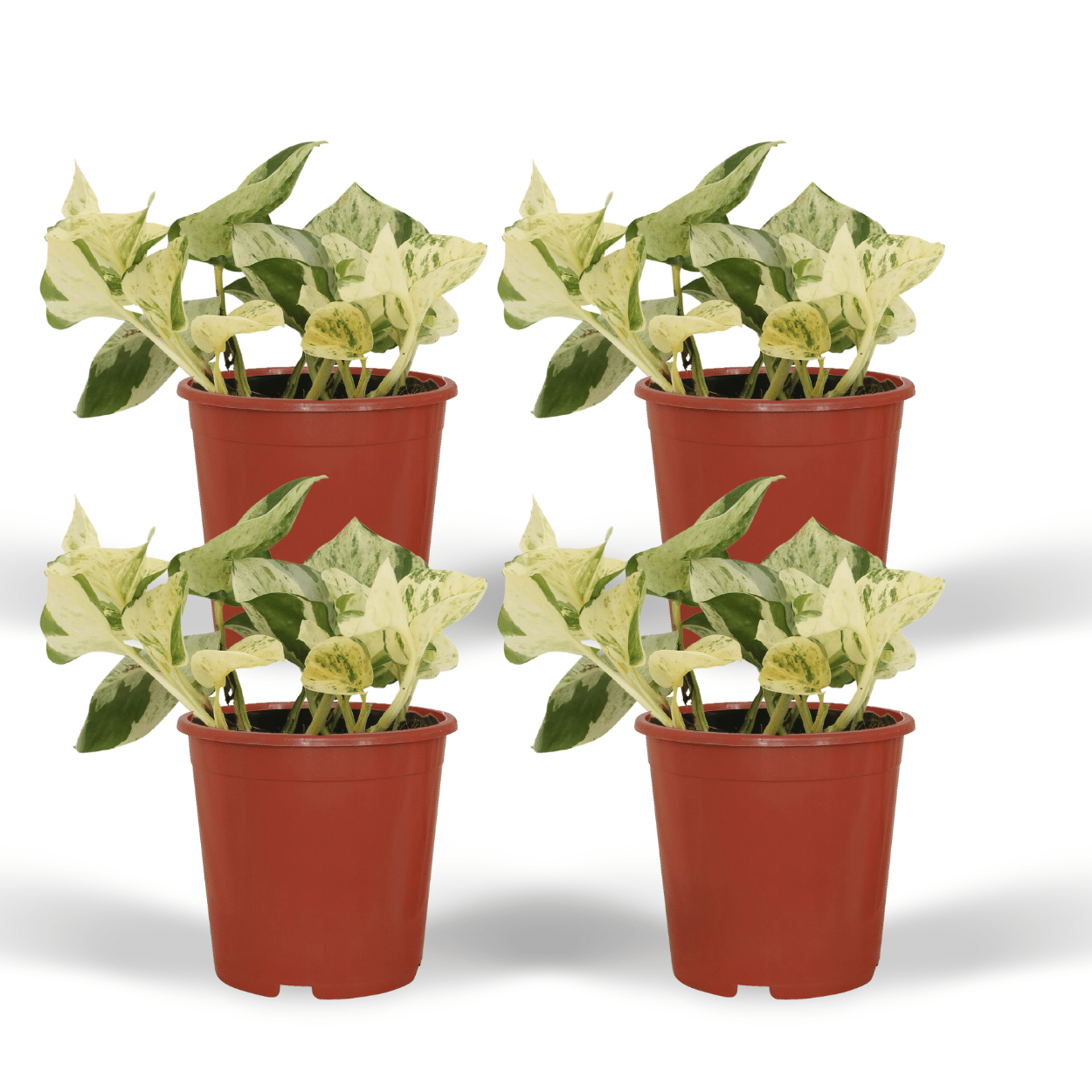 Epipremnum Happy Leaf – 4x Ø12cm ↕15cm | Easy maintenance