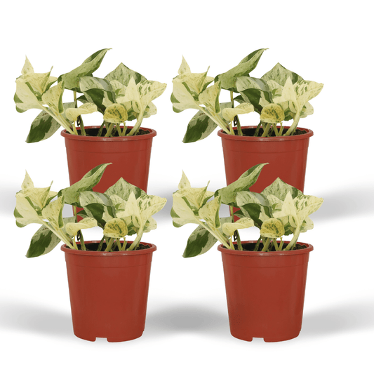 Epipremnum Happy Leaf – 4x Ø12cm ↕15cm | Easy maintenance