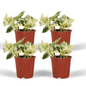 Epipremnum Happy Leaf – 4x Ø12cm ↕15cm | Easy maintenance