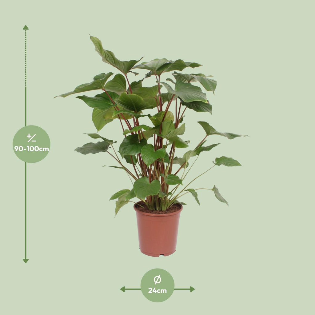 Homalomena Rubescens 'Maggy' – Ø24cm ↕90cm | Average maintenance