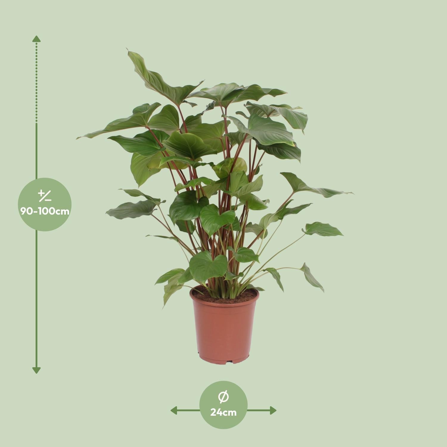 Homalomena Rubescens 'Maggy' – Ø24cm ↕90cm | Average maintenance