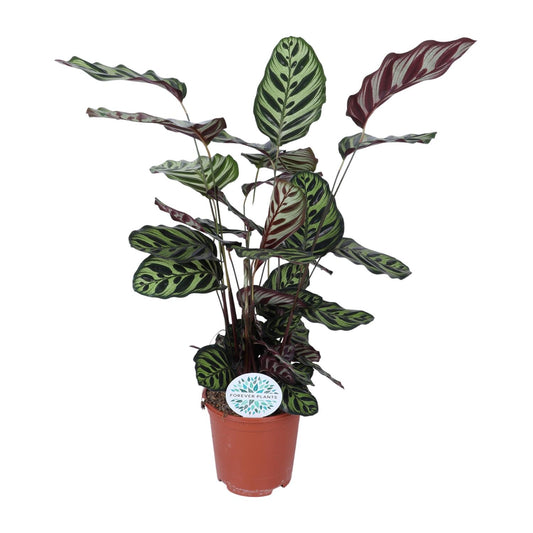 Calathea Makoyana – Ø21cm ↕70cm | Average maintenance