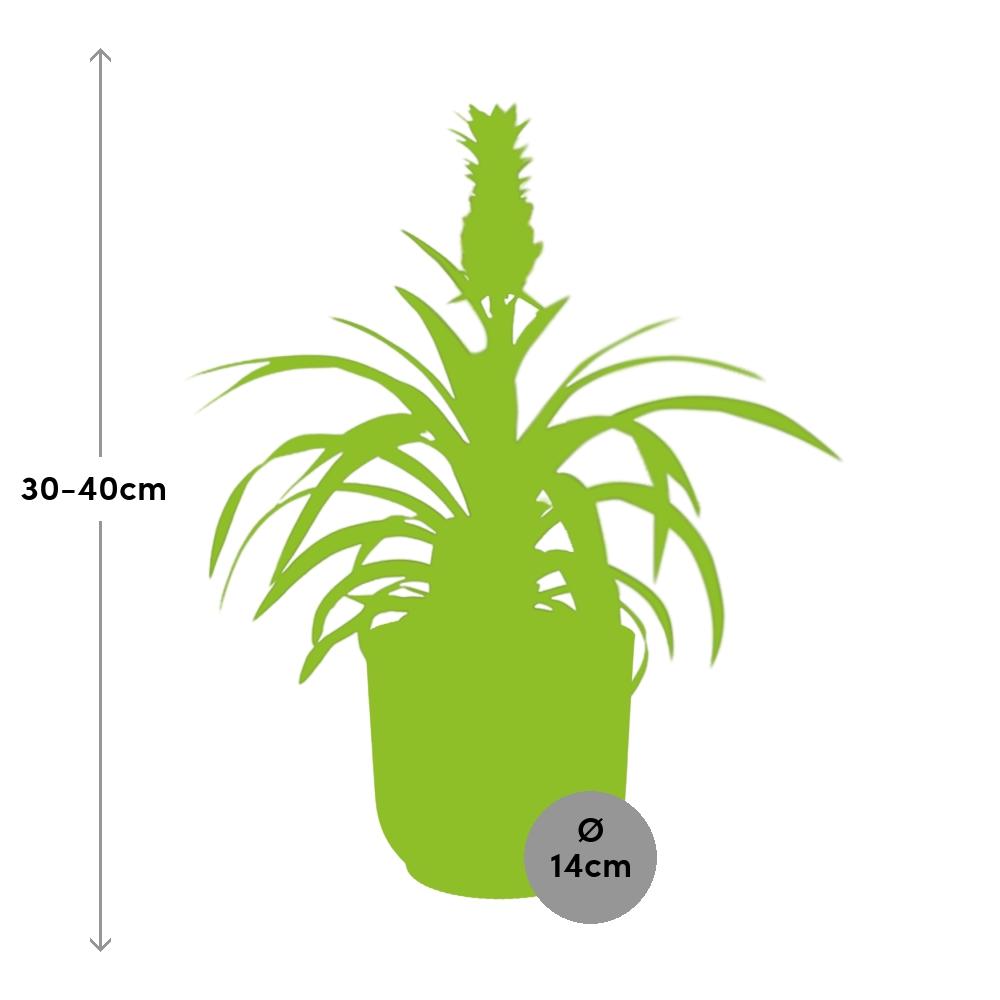 Pineapple Mi Amigo in ELHO Vibes Fold 14 cm yellow