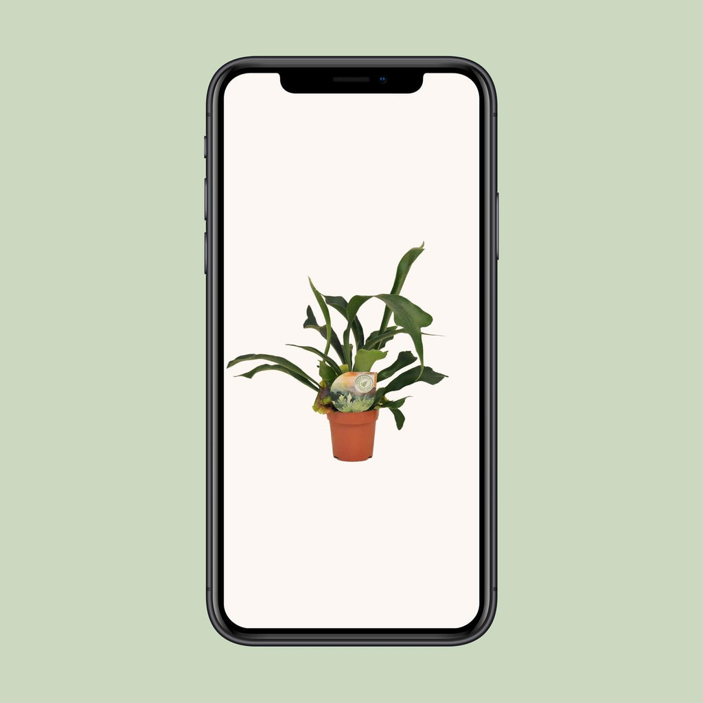 Platycerium bifurcatum – Ø12cm ↕35cm | Antler fern, wall art in the making – Average maintenance