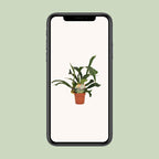Platycerium bifurcatum – Ø12cm ↕35cm | Antler fern, wall art in the making – Average maintenance