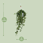 Hedera Ivy – Hanging Ivy Houseplant Ø17 cm ↕45 cm
