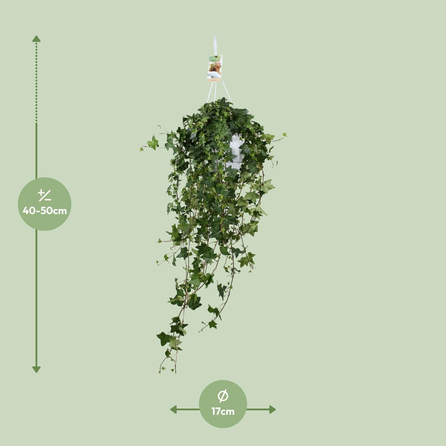 Hedera Ivy – Hanging Ivy Houseplant Ø17 cm ↕45 cm