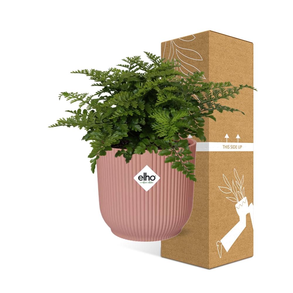 Asplenium 'Parvati' in ELHO Vibes Fold 14cm pink | Boho fern with beach waves – Average maintenance