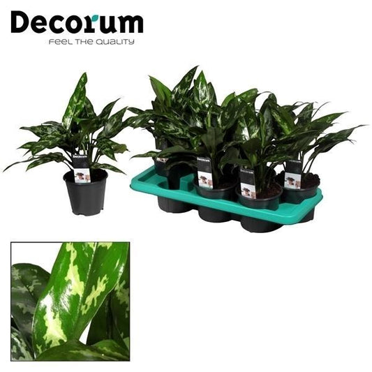 Aglaonema Maria – Ø14cm ↕40cm | Easy maintenance