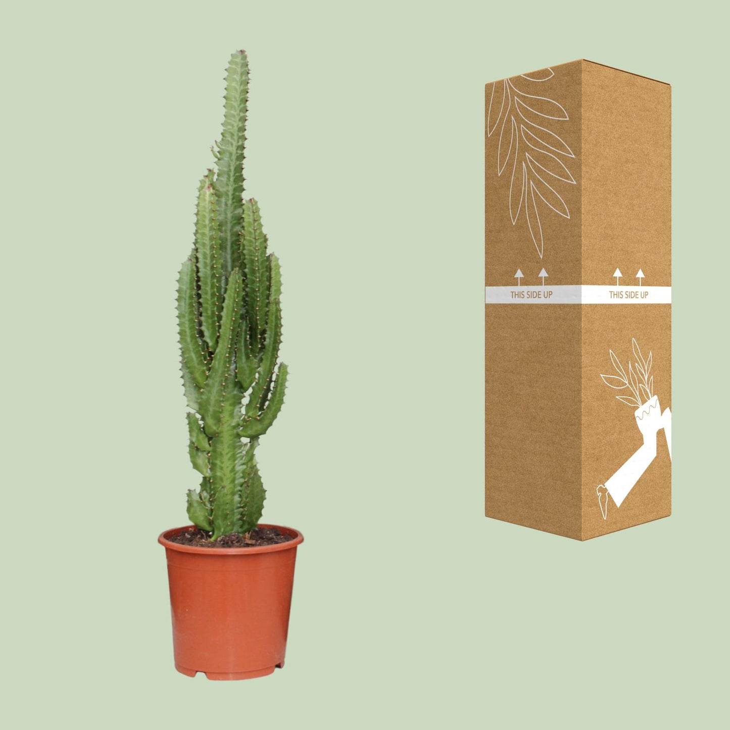 Euphorbia trigona – Ø17cm ↕70cm | Green modern totem – Easy maintenance