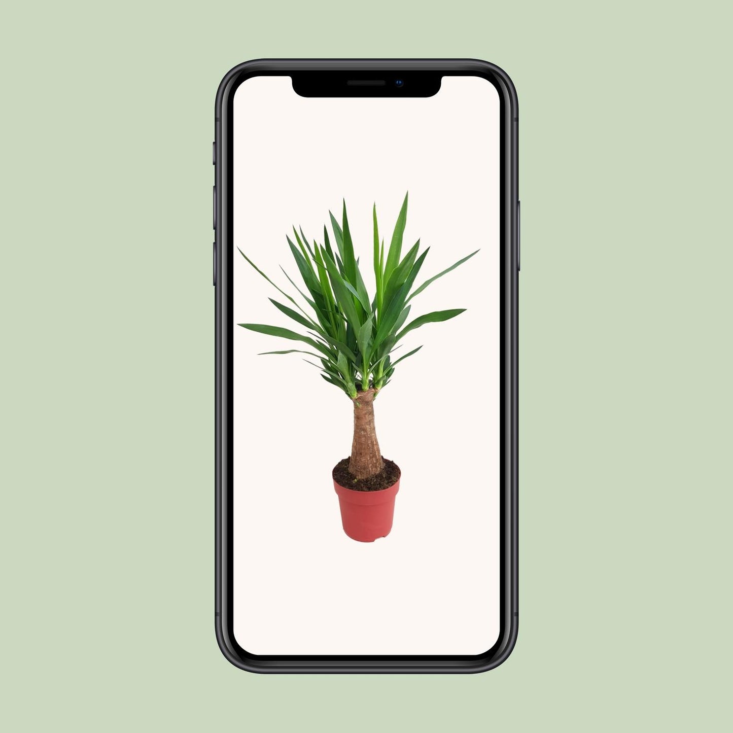 Yucca "Maya Tree" – Ø19cm ↕80cm | Easy maintenance