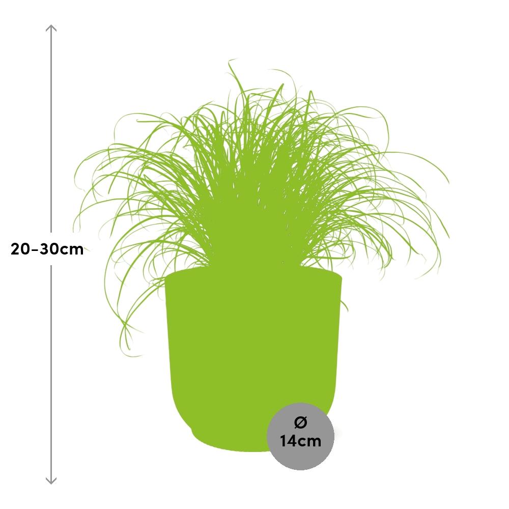 Cyperus Alternifolius Zumula in ELHO Vibes Fold 14 cm pink