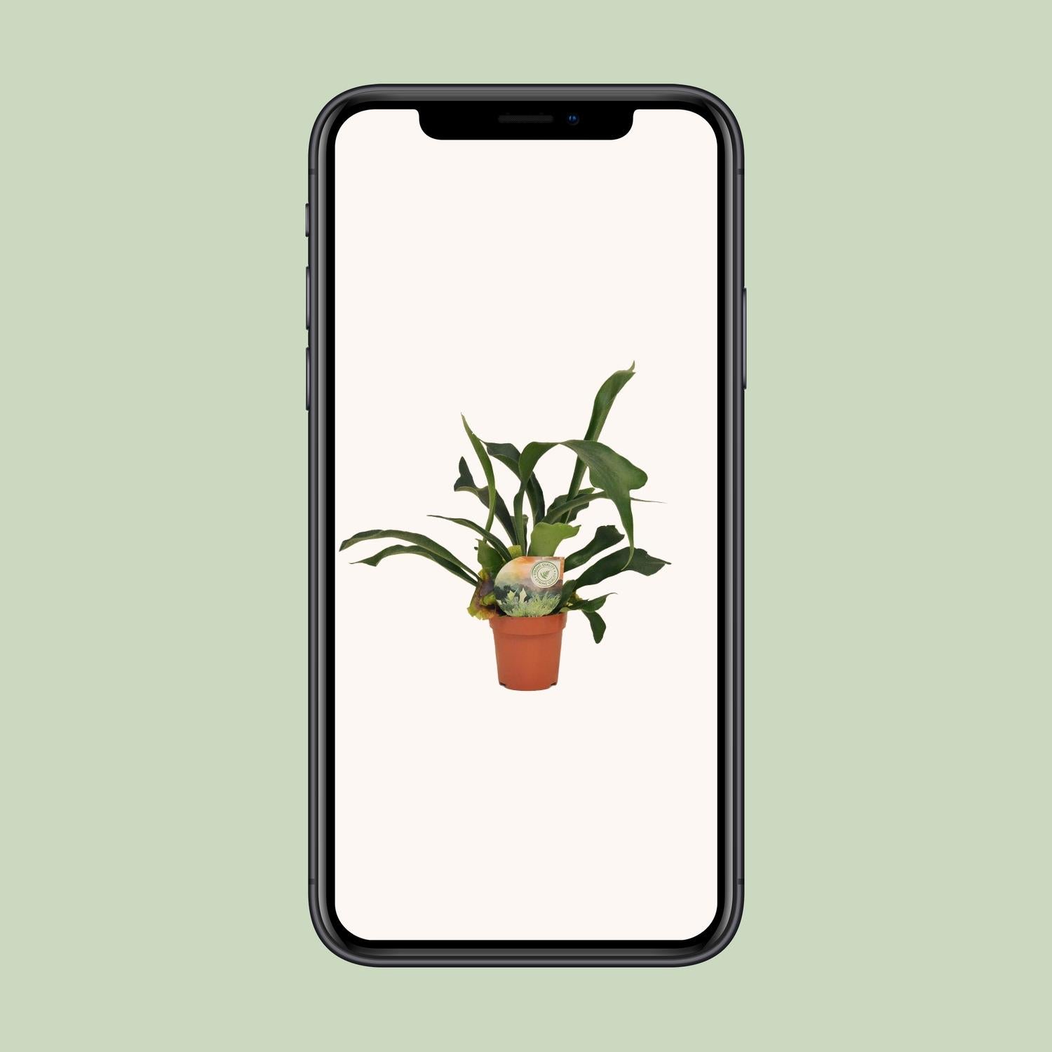 Platycerium bifurcatum – Ø12cm ↕35cm | Antler fern, wall art in the making – Average maintenance