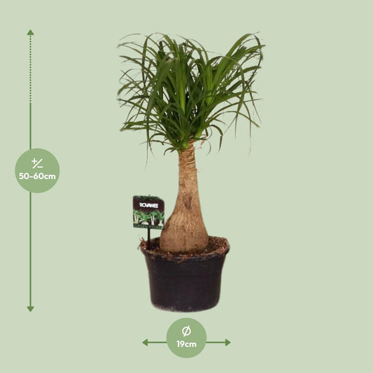 Beaucarnea Nolina - Ø19cm - ↕60cm | The ponytail with power – Easy maintenance