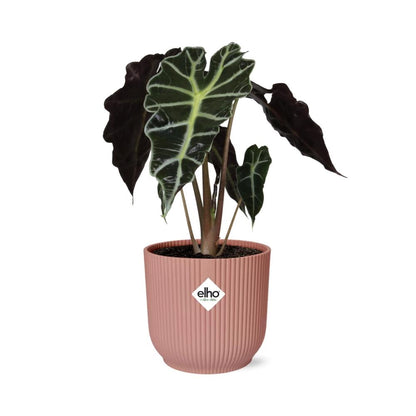 Alocasia 'Polly' in ELHO Vibes Fold 14cm – Pink | Average maintenance