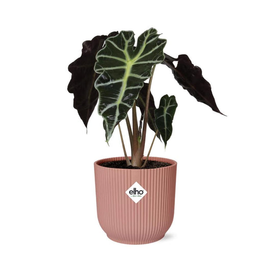 Alocasia 'Polly' in ELHO Vibes Fold 14cm – Pink | Average maintenance