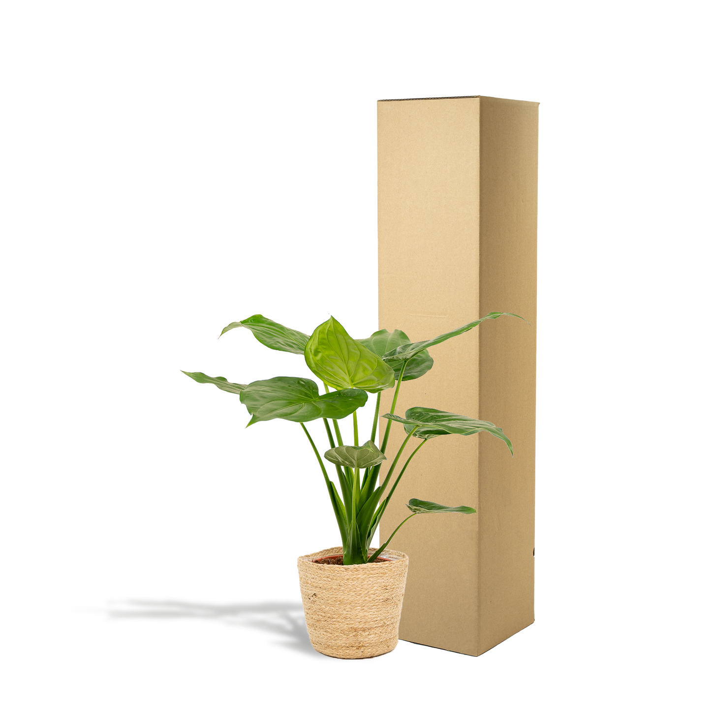 Alocasia Cucullata (Elephant Ear) – Ø19cm ↕65cm + Basket Selin | Average maintenance
