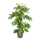 Monstera Minima - Ø19cm - ↕80cm | The design climber – Easy maintenance