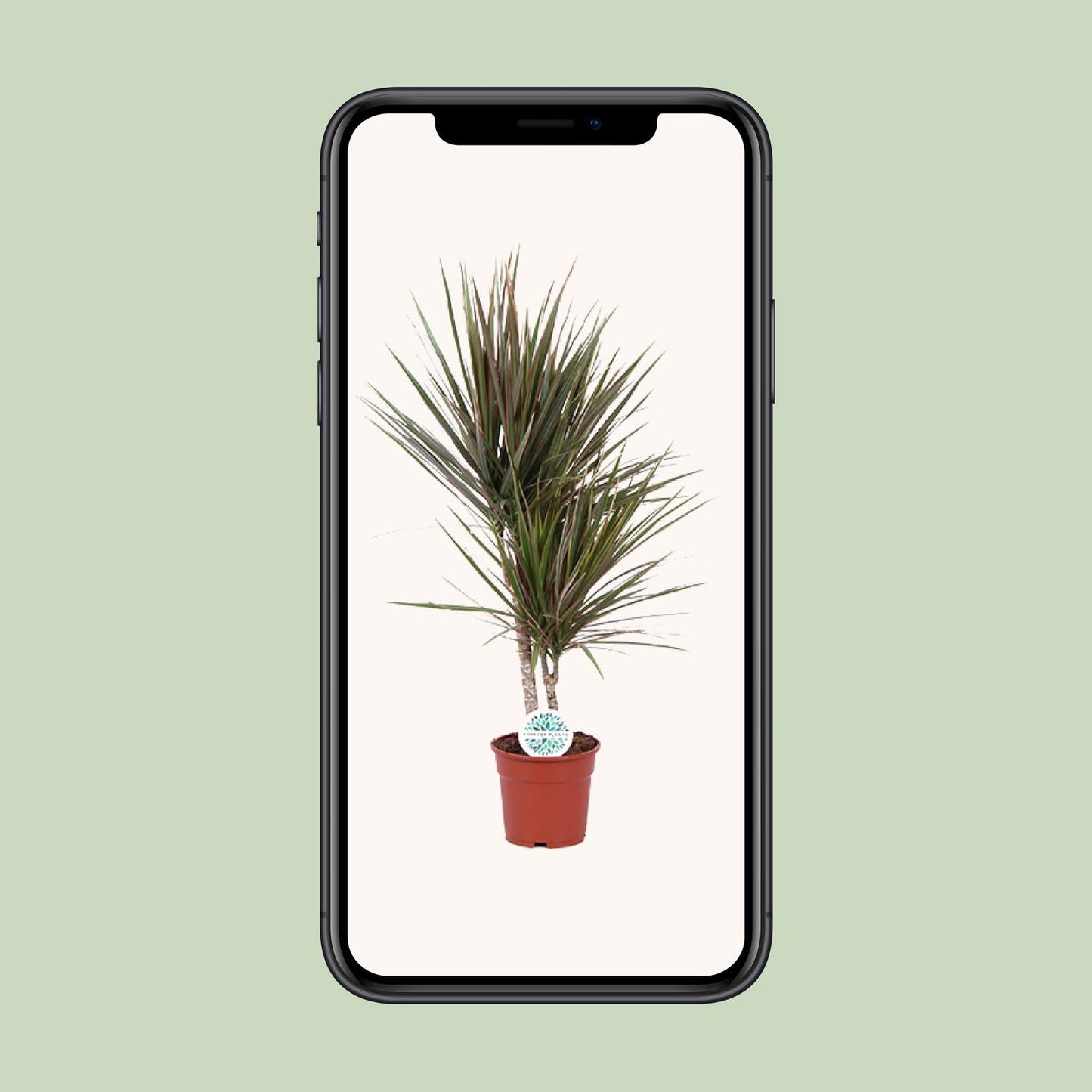 Dracaena Bicolor – Ø17 cm – ↕75 cm