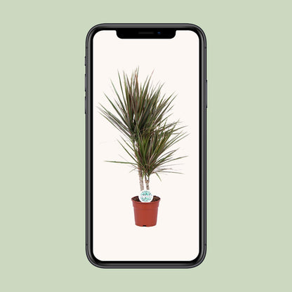 Dracaena Bicolor – Ø17 cm – ↕75 cm