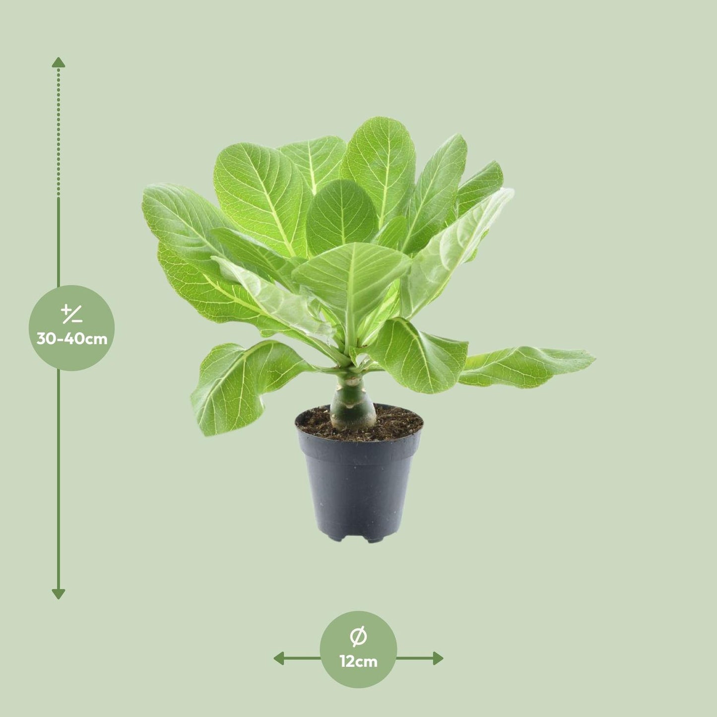 Brighamia insignis 'Hawaii Palm' P12 – Ø12cm ↕37cm | Average maintenance