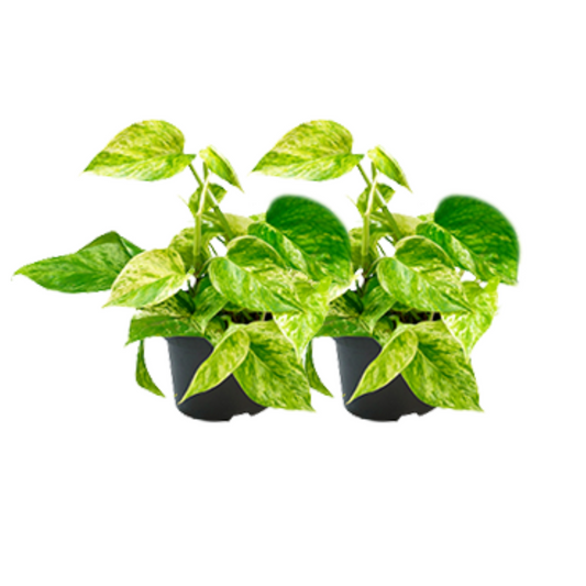 Epipremnum Marble Queen – 2 pieces – Ø15cm &amp; Ø12cm | Easy maintenance