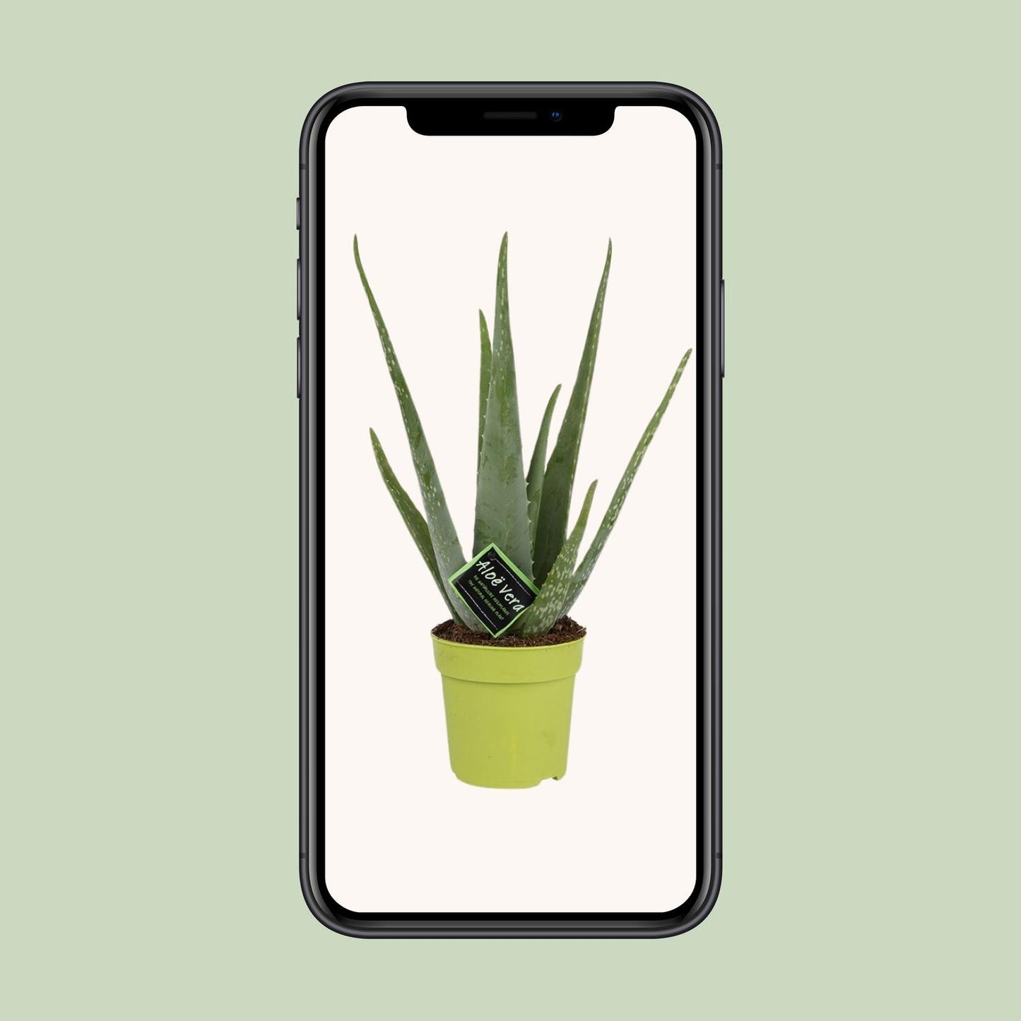 Aloe Vera – Ø12cm ↕45cm | Easy maintenance