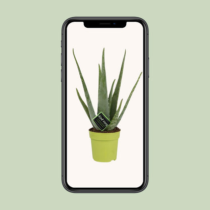Aloe Vera – Ø12cm ↕45cm | Easy maintenance