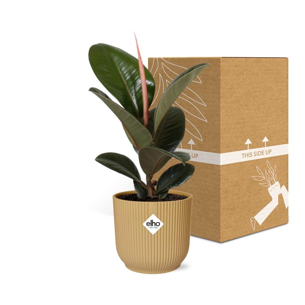 Ficus elastica 'Robusta' in ELHO Vibes Fold 14cm – Yellow | Average maintenance