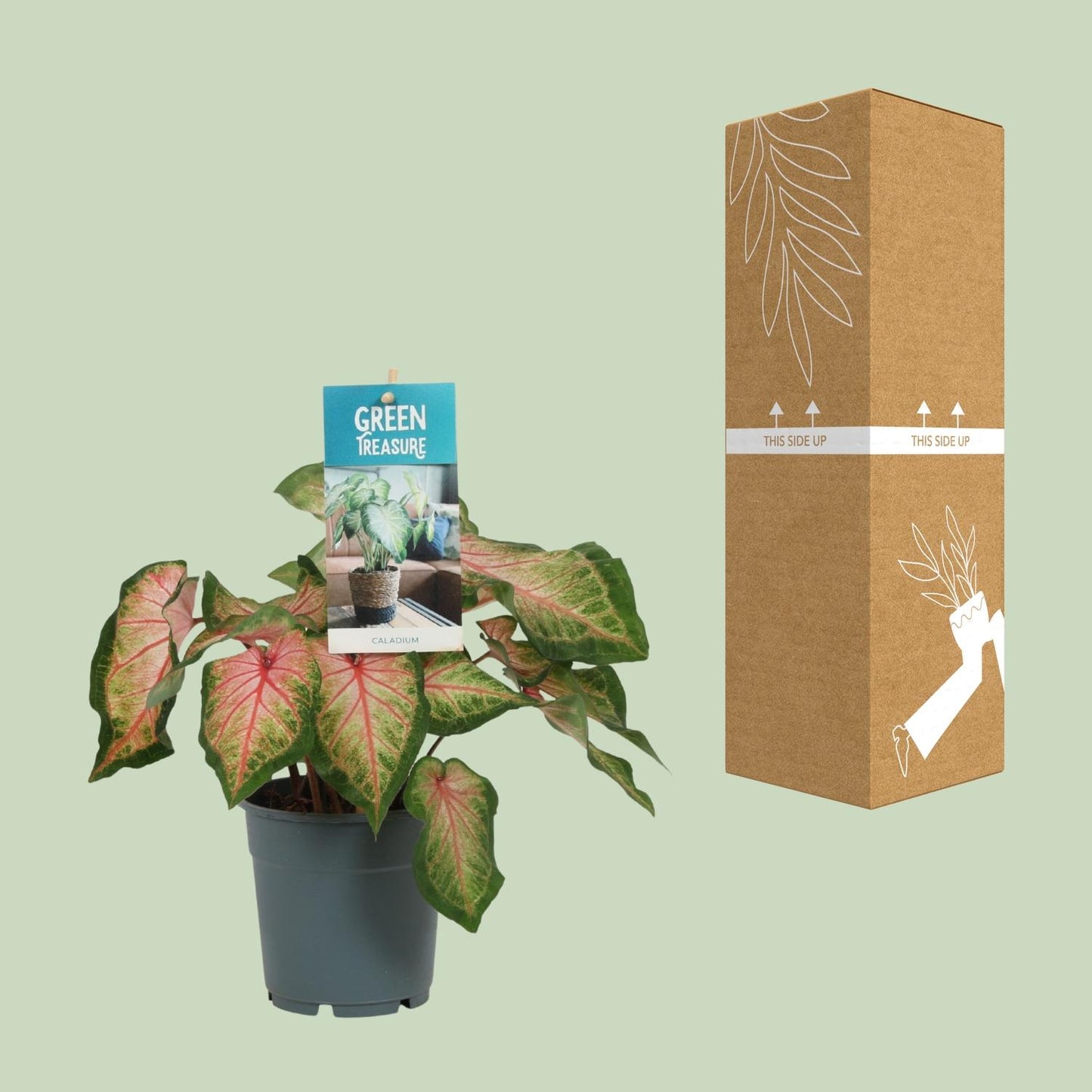 Caladium Pink - Ø12cm - ↕25cm | The Candy Crush – Challenging Maintenance