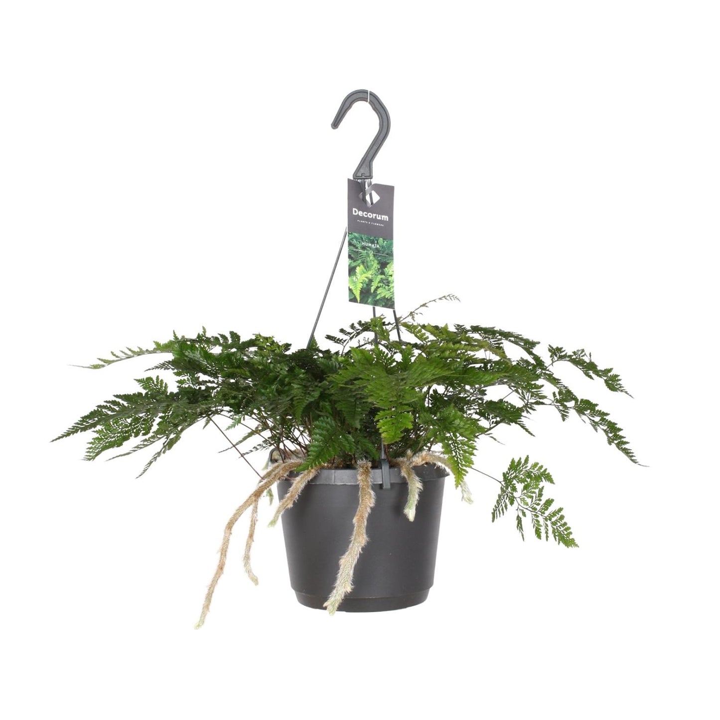 Davallia Bullata – Rabbit's Foot Fern Ø17 cm ↕30 cm