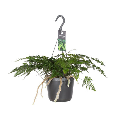 Davallia Bullata – Rabbit's Foot Fern Ø17 cm ↕30 cm