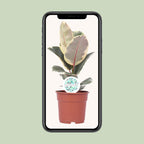 Ficus Elastica Tineke - Ø17cm - ↕50cm | De cappuccino-variegata – Gemiddeld onderhoud