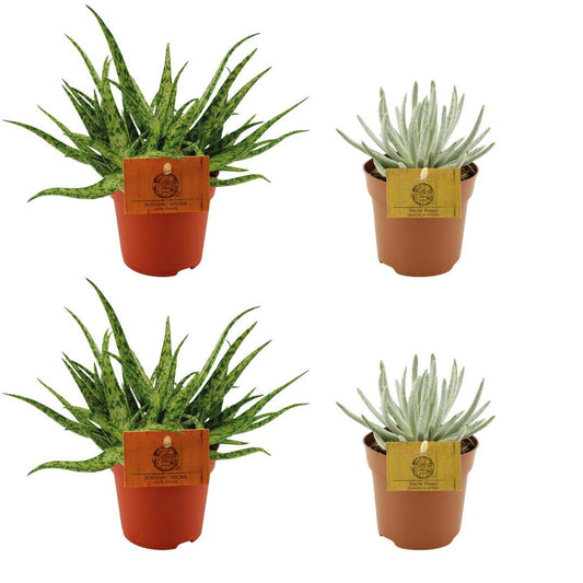 2x Aloe Spider + 2x Senecio Scaposus – Ø10.5cm ↕10cm | Mini desert vibes – Easy maintenance