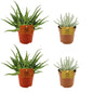2x Aloe Spider + 2x Senecio Scaposus – Ø10.5cm ↕10cm | Mini desert vibes – Easy maintenance