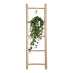 Hedera Ivy – Hanging Ivy Houseplant Ø17 cm ↕45 cm