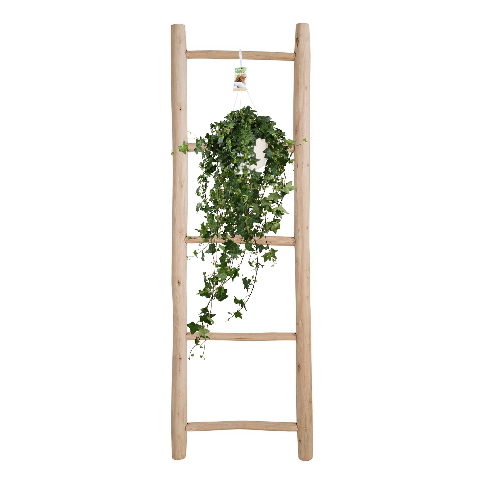 Hedera Ivy – Hanging Ivy Houseplant Ø17 cm ↕45 cm