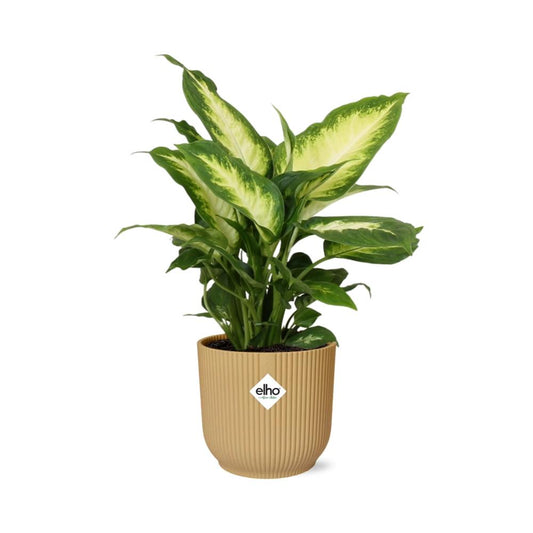 Dieffenbachia 'Camilla' in ELHO Vibes Fold 14cm yellow | Colorful beauty – Average maintenance