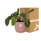 Maranta Leuconeura ‘Fascinator’ Tricolor in ELHO Vibes Fold 14 cm roze