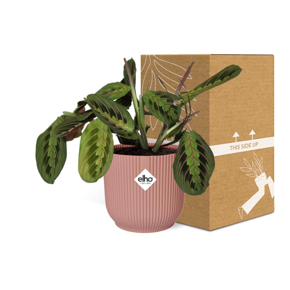 Maranta Leuconeura ‘Fascinator’ Tricolor in ELHO Vibes Fold 14 cm roze