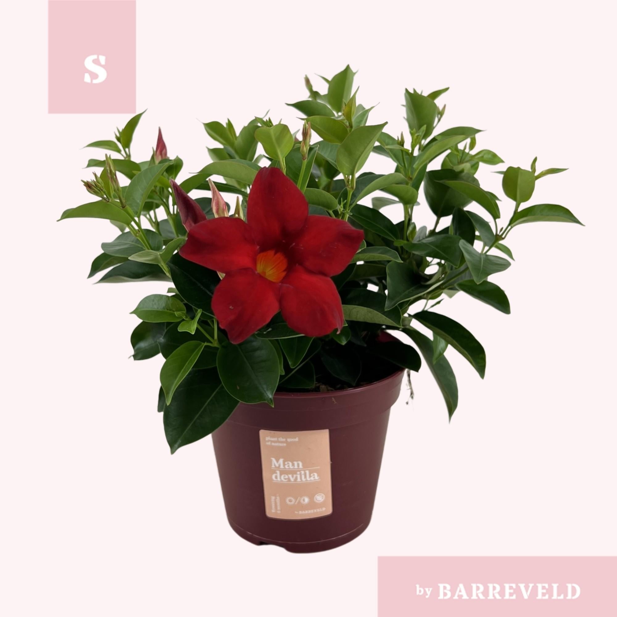 Mandevilla ‘Zomerville’ Struik Rood – Ø14cm ↕30cm | Gemiddeld onderhoud
