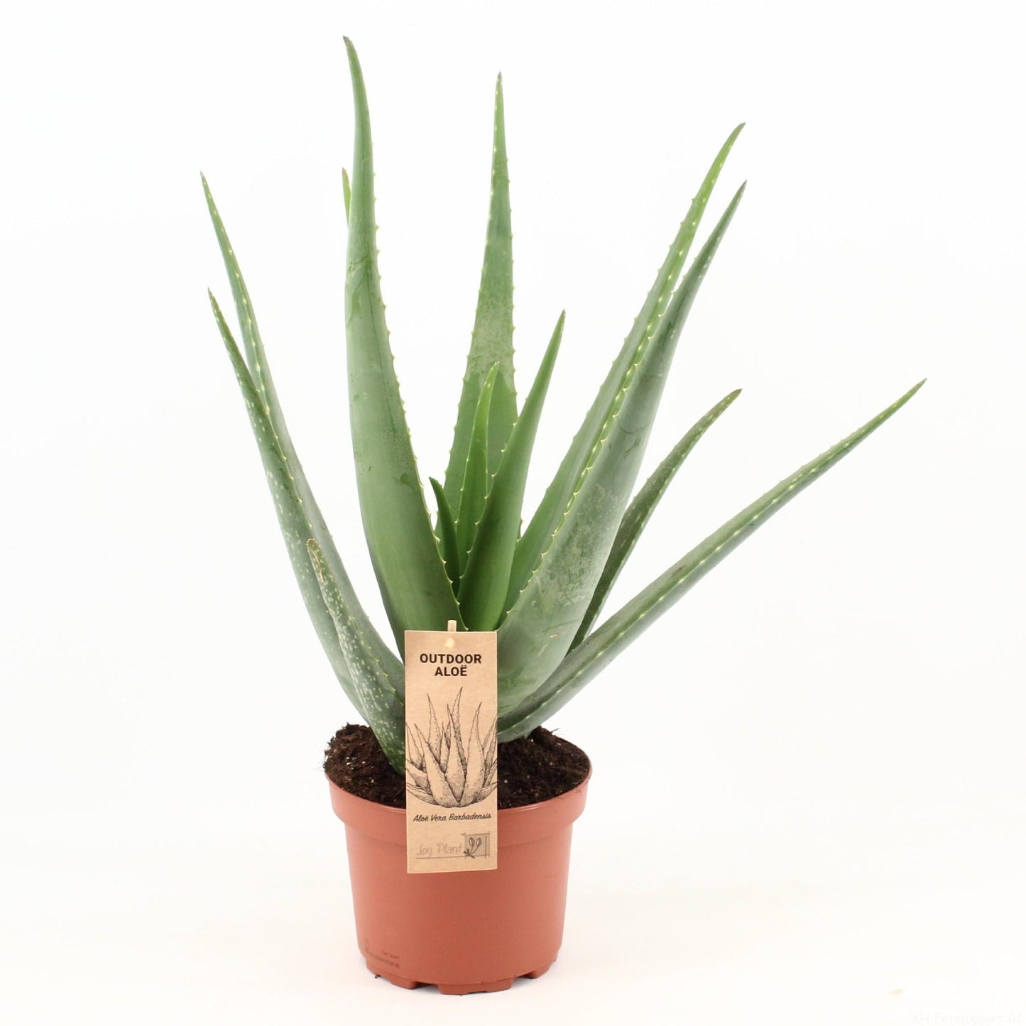 Aloe Vera – Ø19cm ↕70cm | The green first aid kit – Easy maintenance