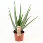 Aloe Vera – Ø19cm ↕70cm | The green first aid kit – Easy maintenance
