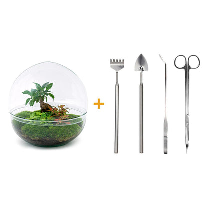🌿🛠️ DIY Terrarium Dome XL – Ficus Ginseng Bonsai – 28 cm – Complete with rake, shovel, tweezers &amp; scissors