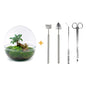 🌿🛠️ DIY Terrarium Dome XL – Ficus Ginseng Bonsai – 28 cm – Complete with rake, shovel, tweezers &amp; scissors