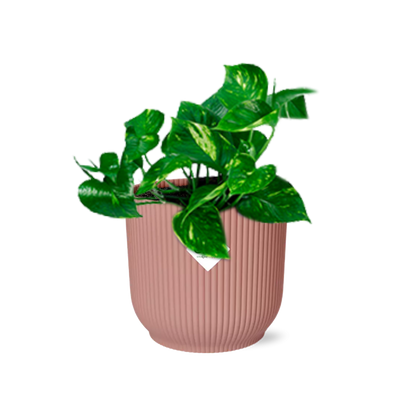 Epipremnum Pinnatum 'Aureum' in ELHO Vibes Fold 14 cm pink